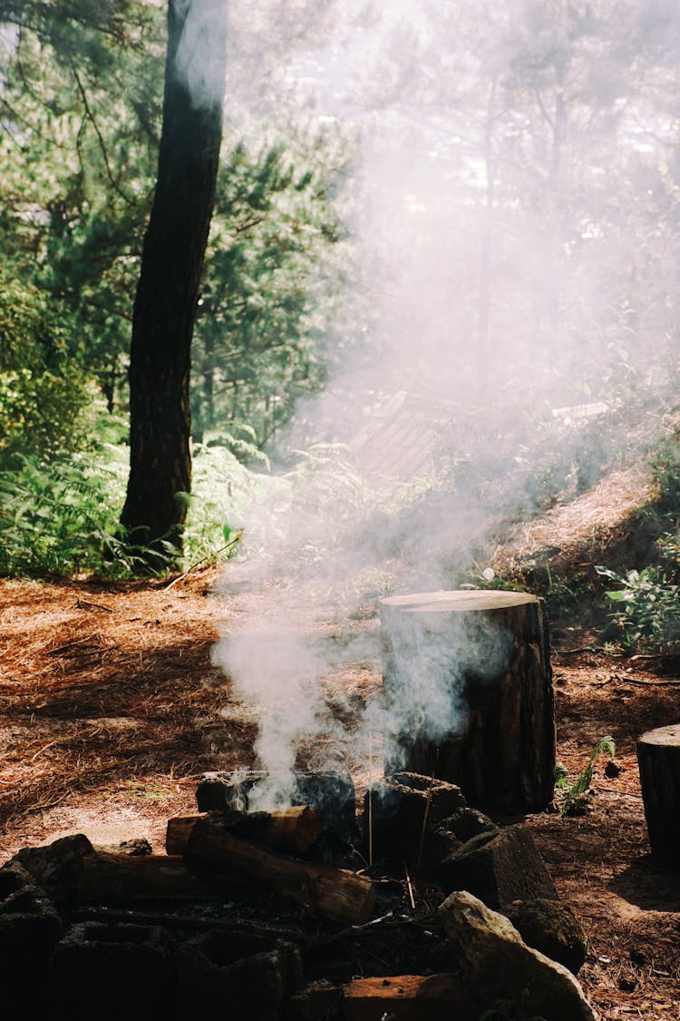 Smoke From A Timber In A Forest