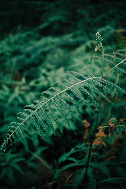Darmowe zdjęcie z galerii z paproć roślina, pionowy strzał, zbliżenie