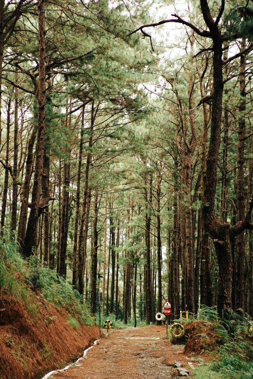 Footpath in a Pine Tree Forest · Free Stock Photo