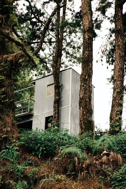 Free A modern shack nestled in a lush green forest with tall trees surrounding it. Stock Photo