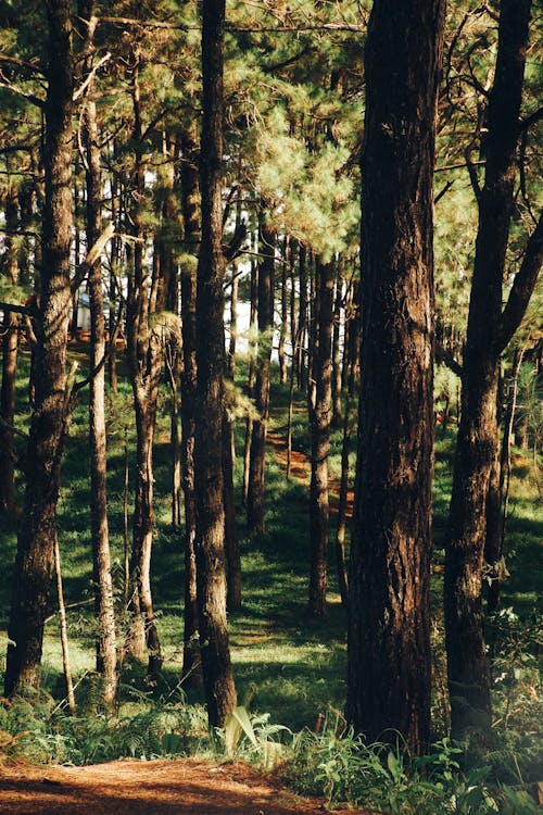 Kostnadsfri bild av gångvägar, park, skog