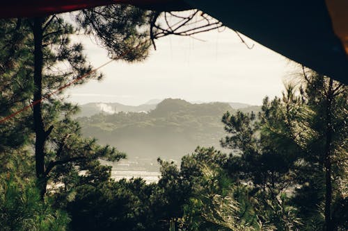 Безкоштовне стокове фото на тему «вітер, вічнозелений, гора»