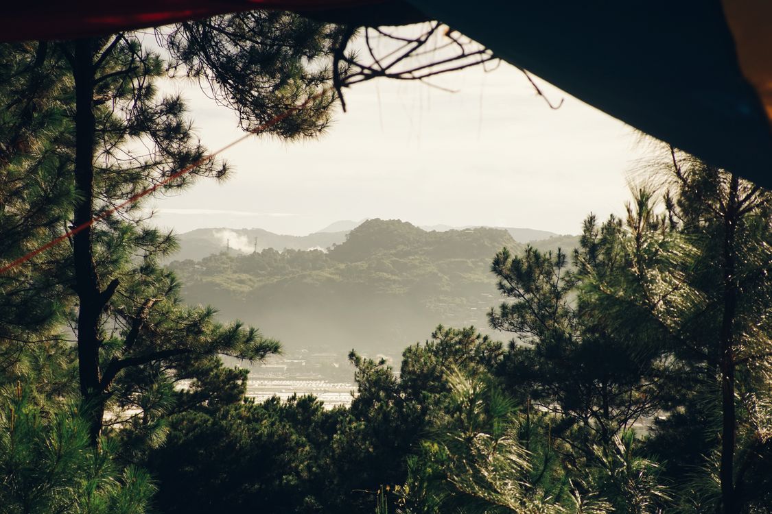 Blowing Wind Hitting the Trees · Free Stock Photo