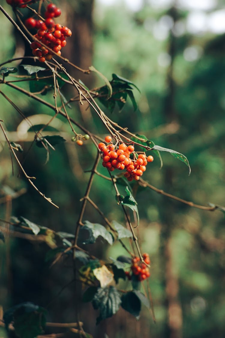 Small Rowan Fruits Growing From A Tree