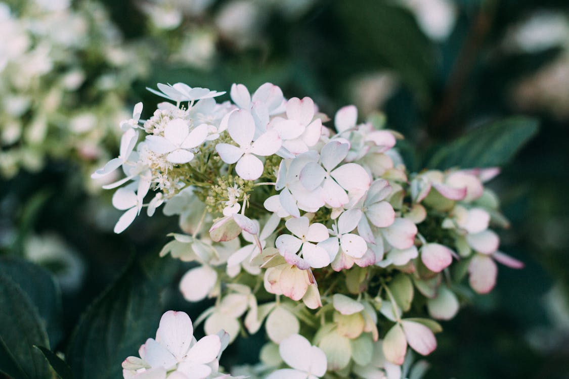 Photo Gros Plan De Fleurs D'hortensia Blanc