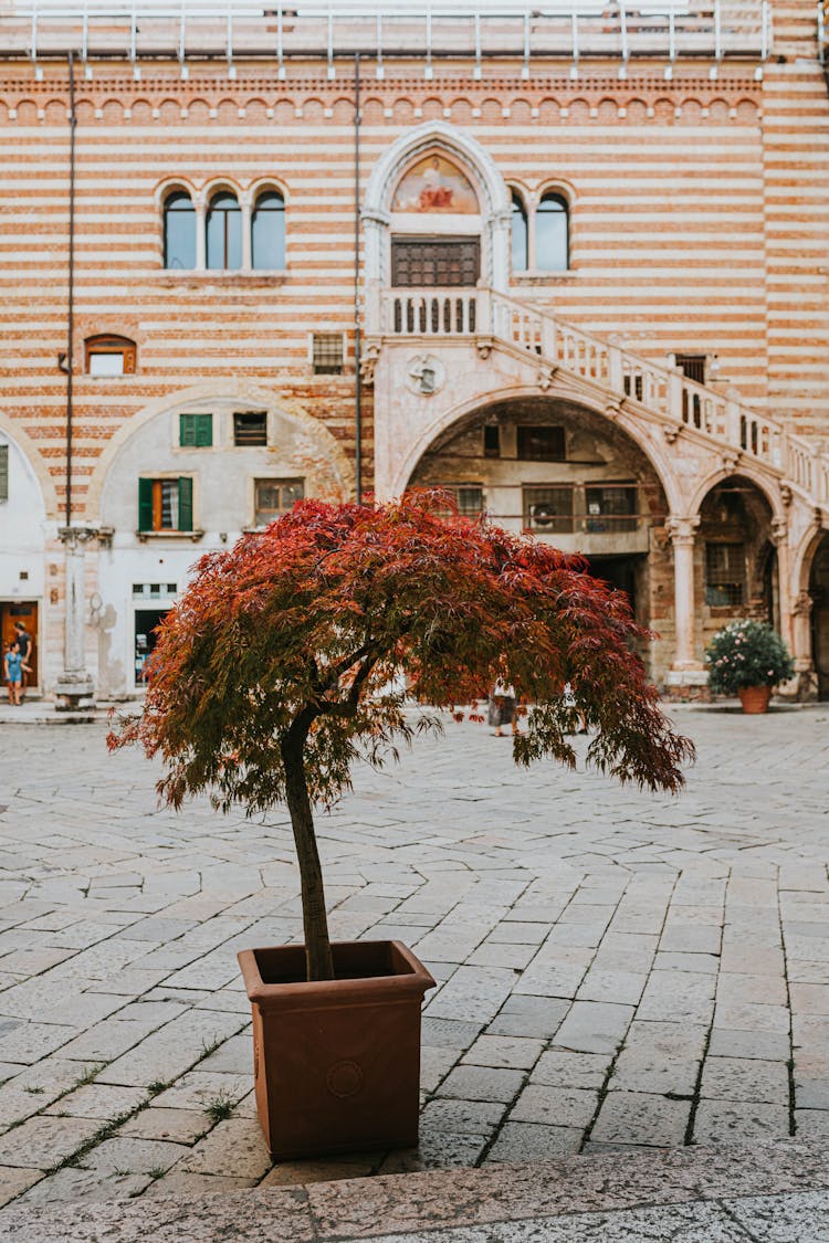 Red Tree On The Street