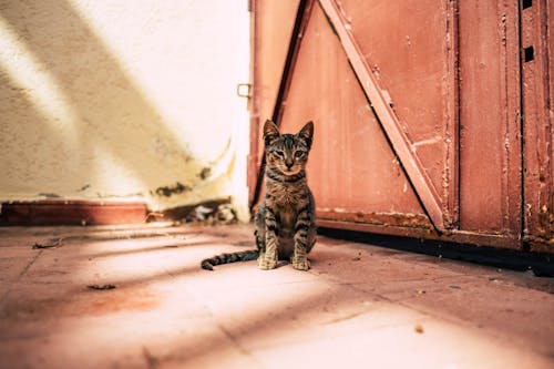 Gray Tabby Cat Near Brown Gate