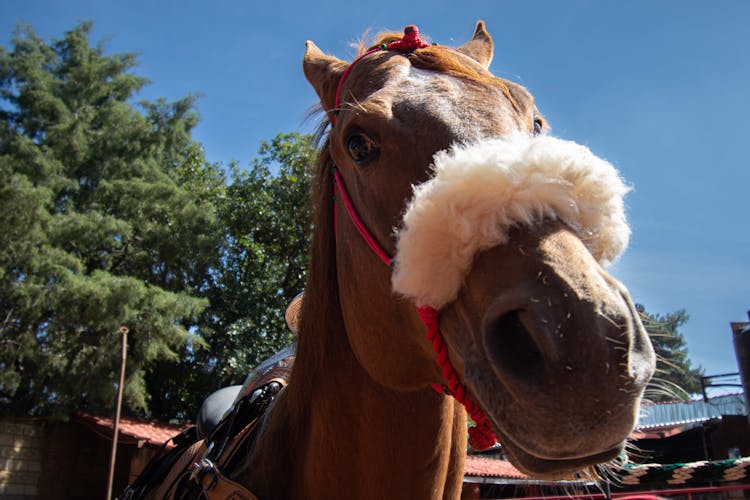 Close Up Of A Horse Head