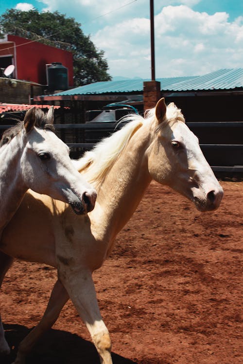 Foto profissional grátis de animal, casa na fazenda, cavalos