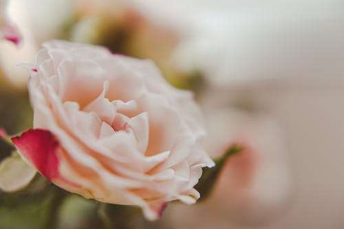 Pink Rose in Bloom