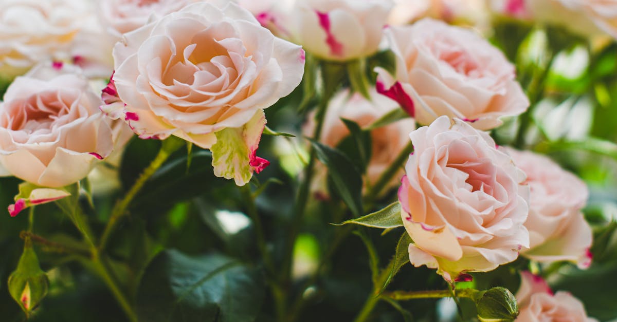 How to prune Florida roses UK