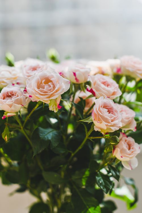 Free Beautiful pink roses in a lush bouquet captured in natural light, perfect for floral decor. Stock Photo