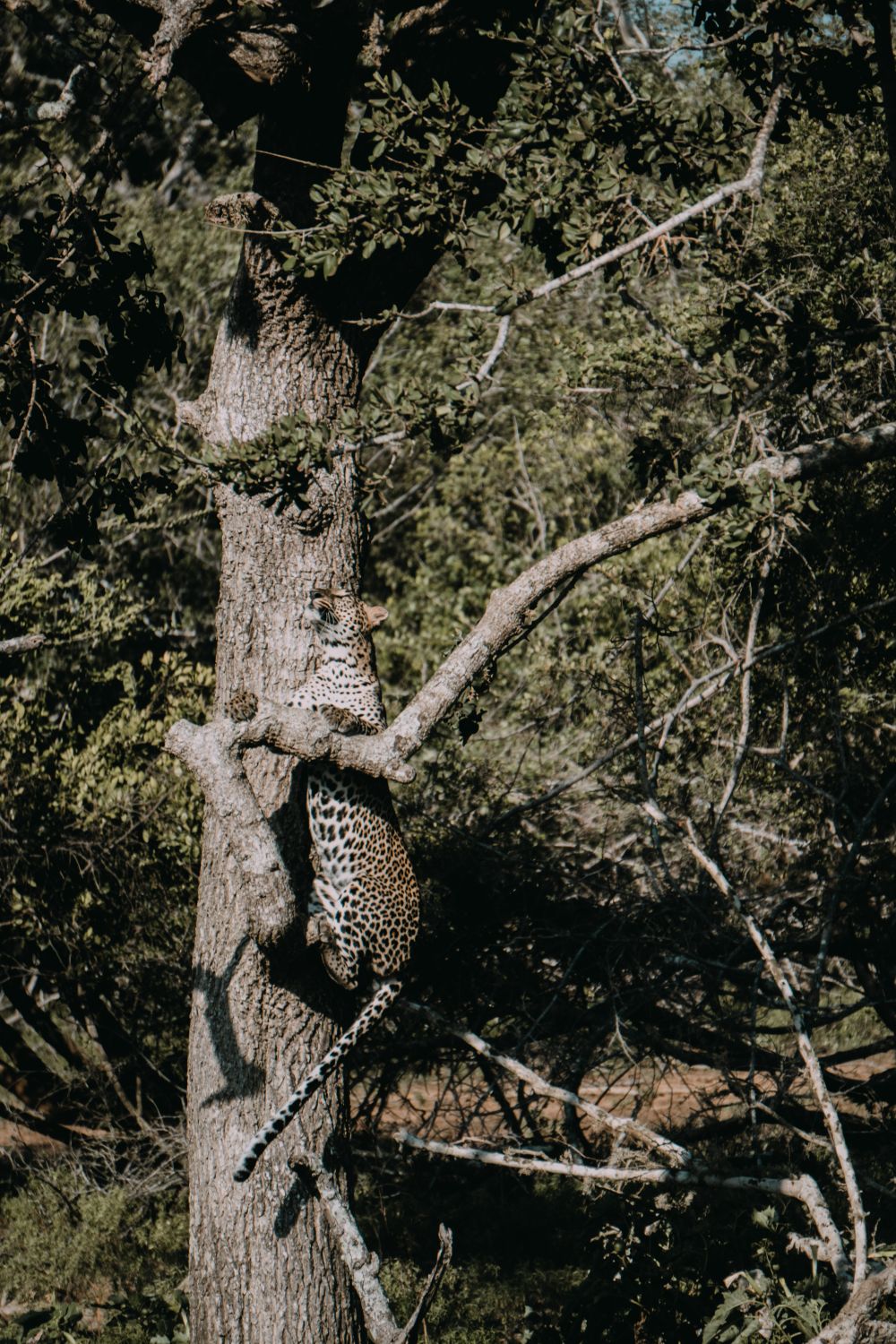 Leopardo de Sri Lanka descendiendo por un árbol en el Parque Nacional Yala