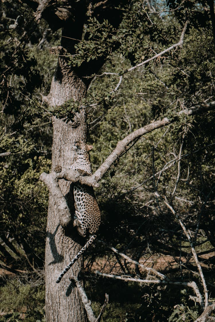 Tiger On Brown Tree Trunk