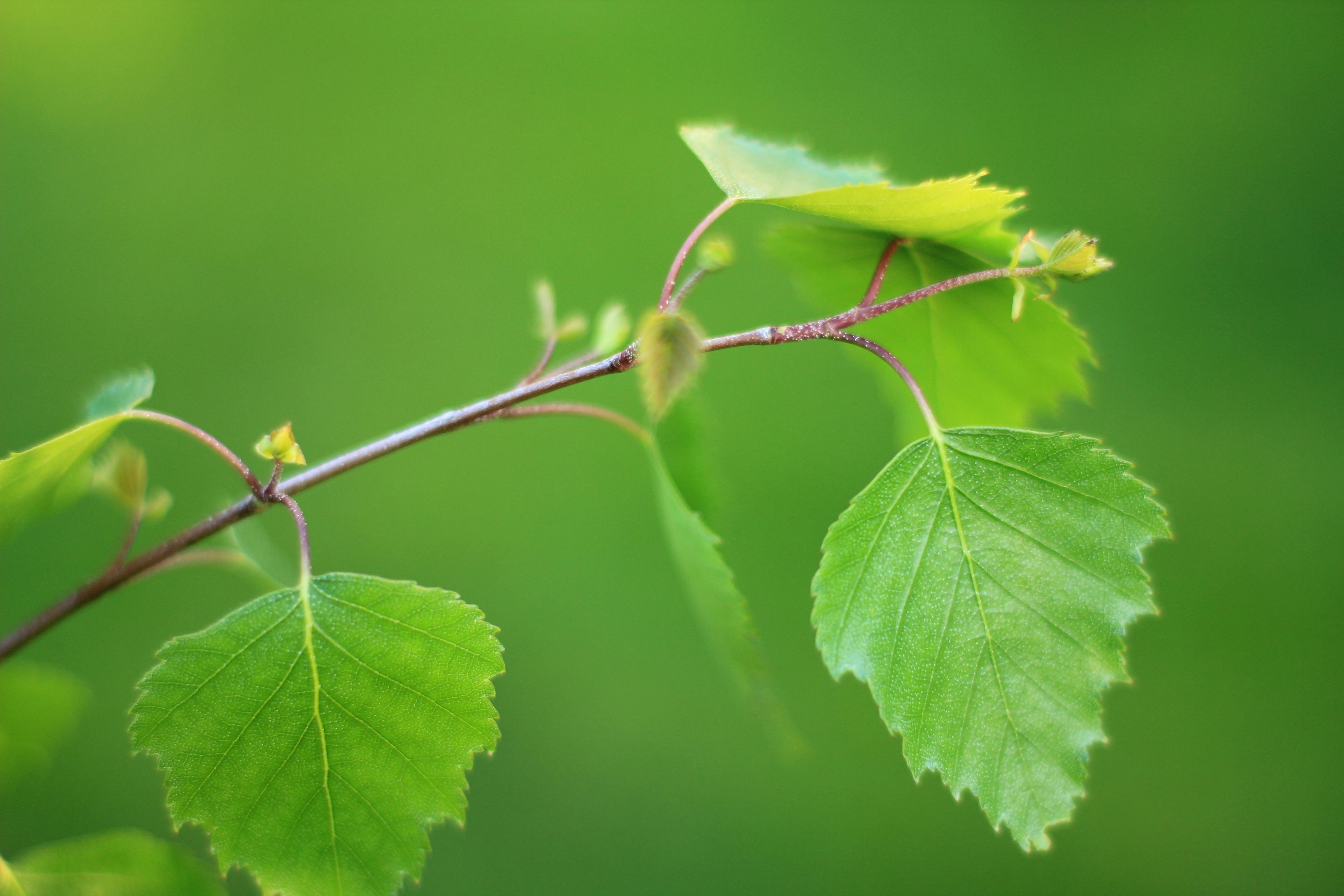 Free Stock Photo Of Betula Blurred Branch