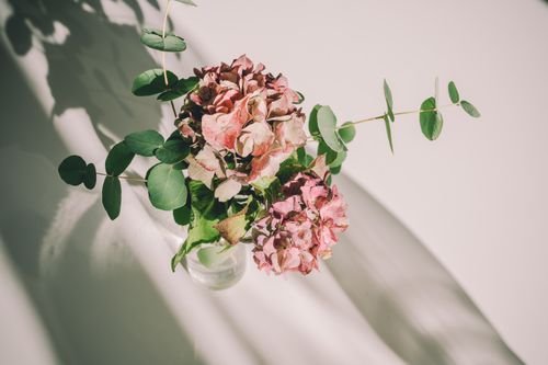 Free A minimalist composition of pink hydrangeas and eucalyptus stems in soft lighting. Stock Photo