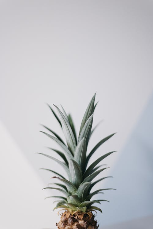 Безкоштовне стокове фото на тему «ананас, білий фон, вертикальні постріл» стокове фото
