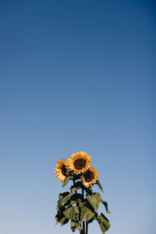 Kostenloses Stock Foto zu blauer himmel, blühen, blumen