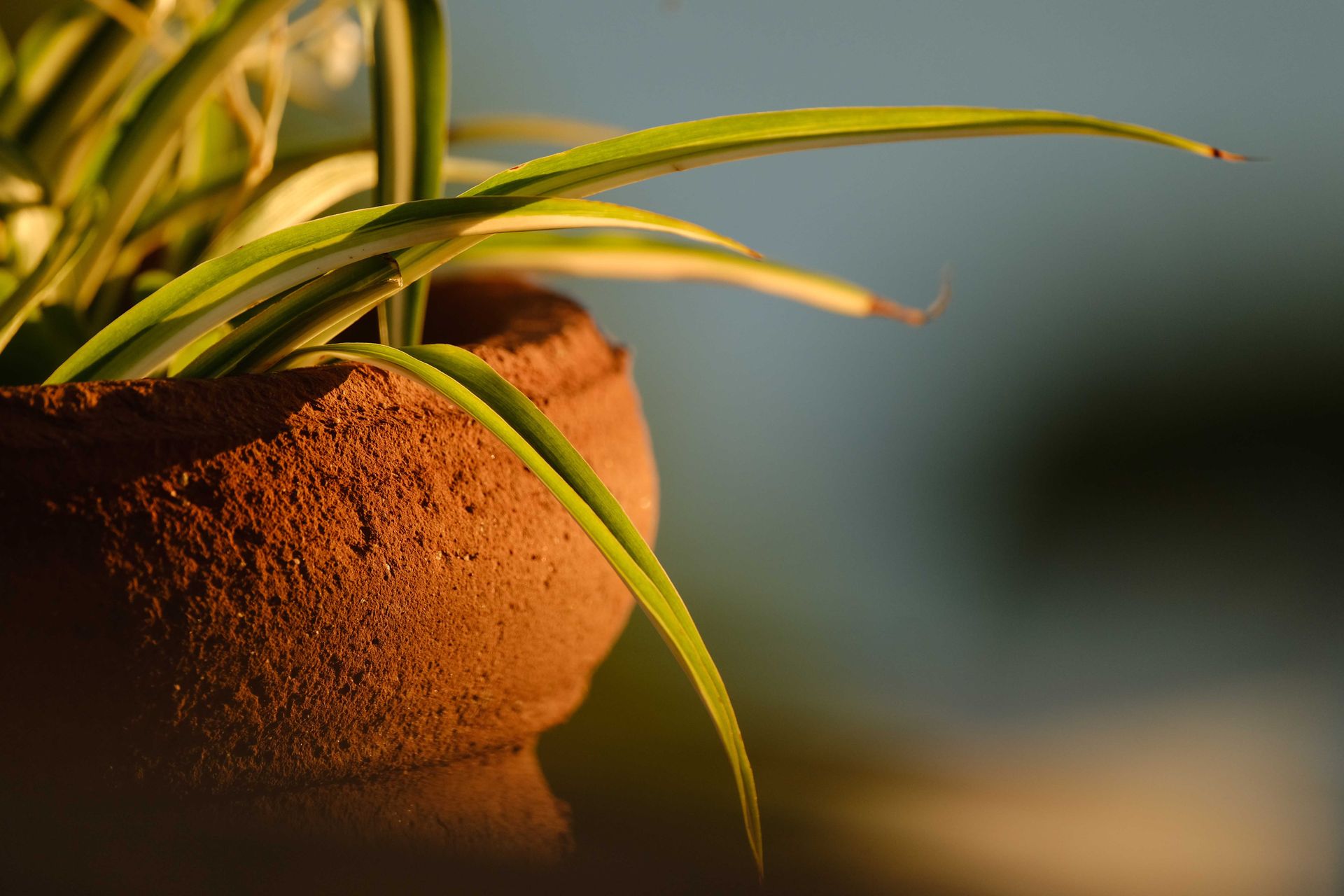 A detailed shot of a sunlit spider plant with vibrant green leaves in a rustic pot.