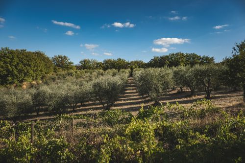 Free A serene view of an olive tree plantation with clear blue skies and clouds. Stock Photo