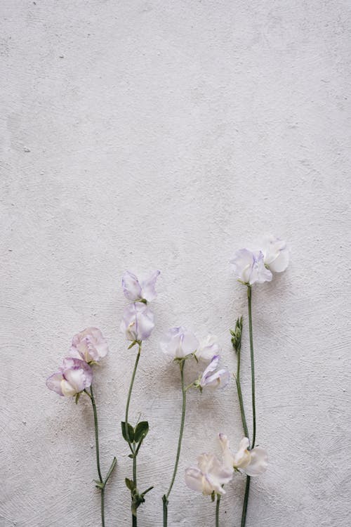 Çiçekler, dikey atış, doğa içeren Ücretsiz stok fotoğraf
