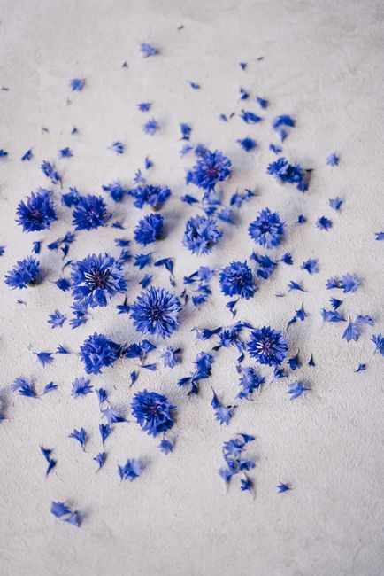 Vivid blue cornflowers artistically scattered on a light textured surface, capturing nature's elegance.