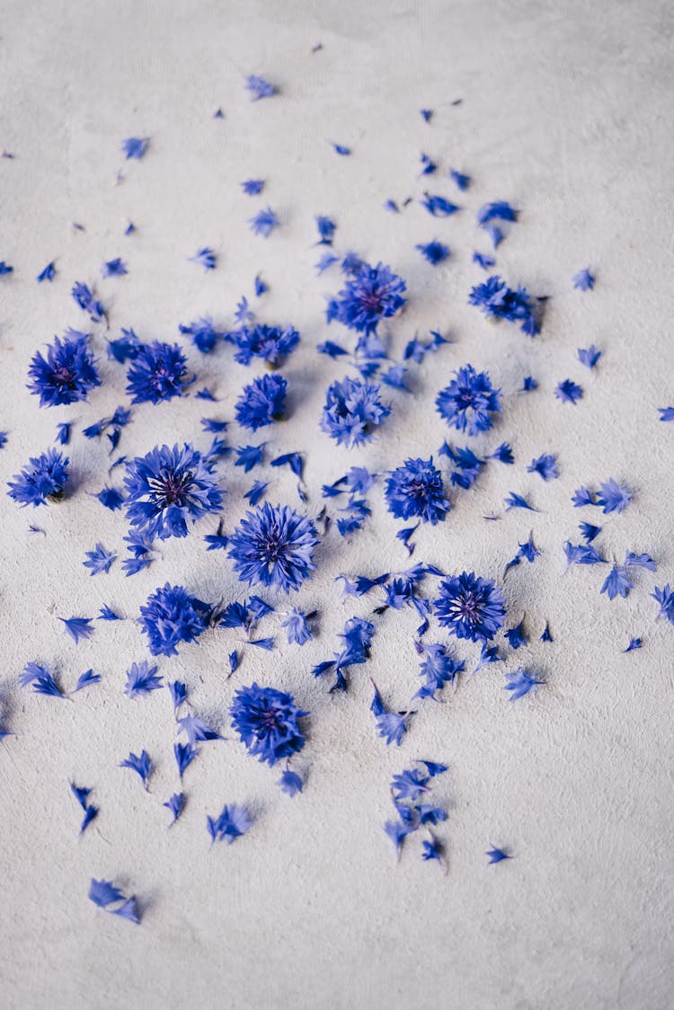 Cornflower Petals And Flower Head Scattered 