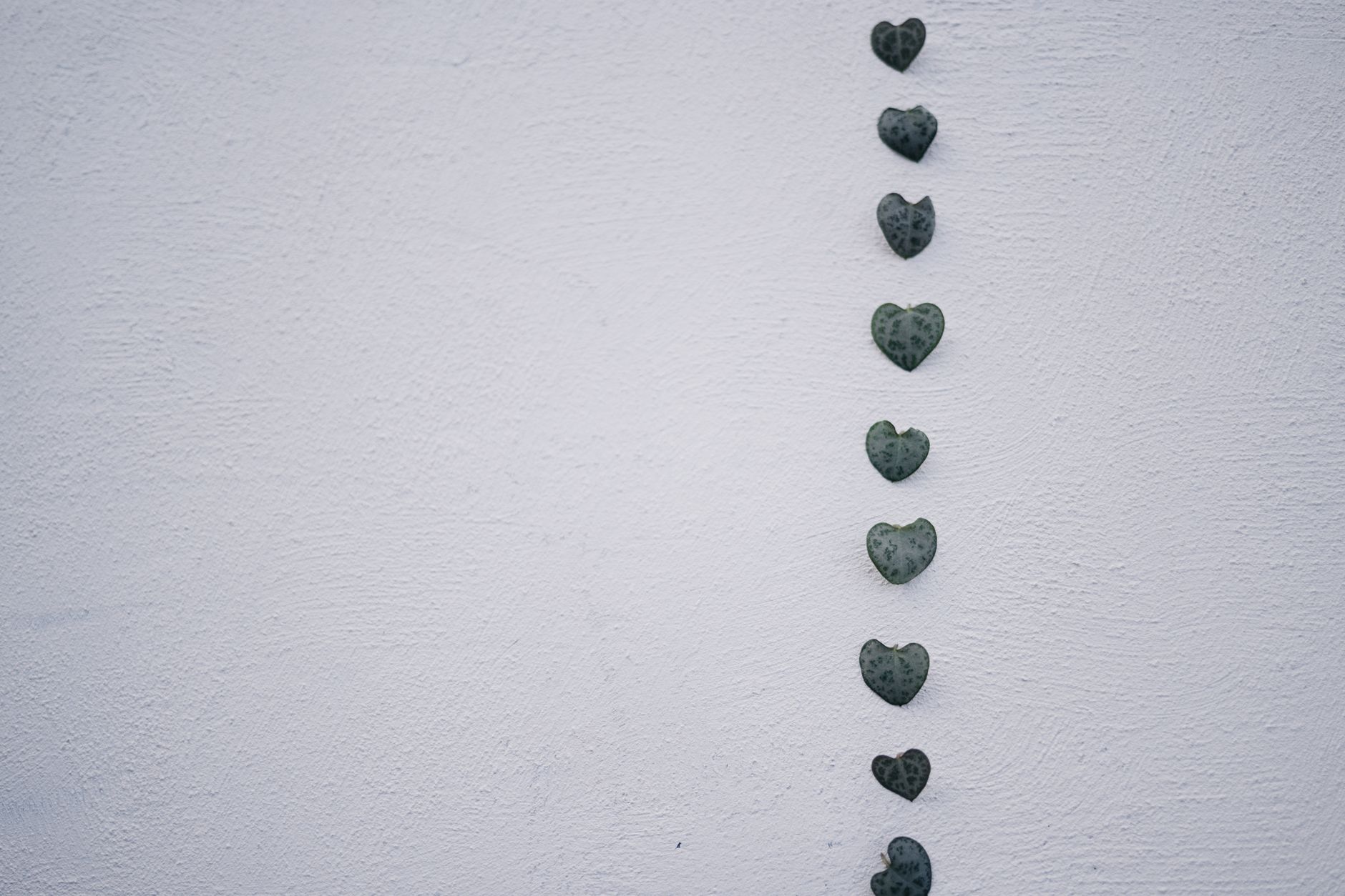 A vertical line of heart-shaped leaves against a textured white background, symbolizing simplicity and nature.