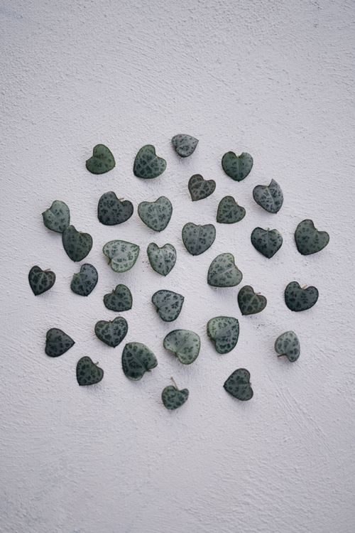 Free A collection of heart-shaped leaves arranged on a textured gray surface in a top-down view. Stock Photo