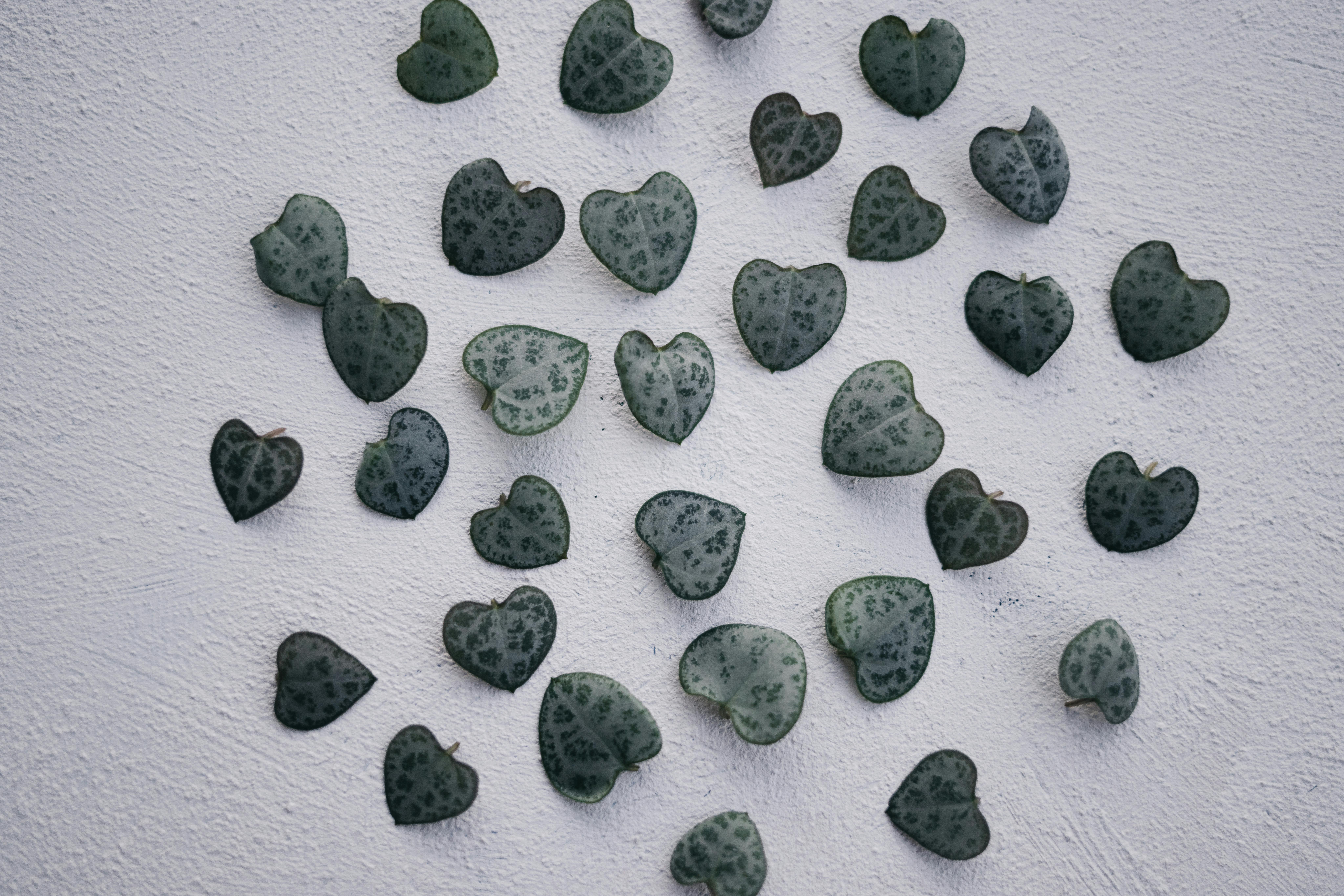 Vibrant succulent varieties including Echeveria, Crassula, and Zebra Haworthia in a heart arrangement - heart shaped