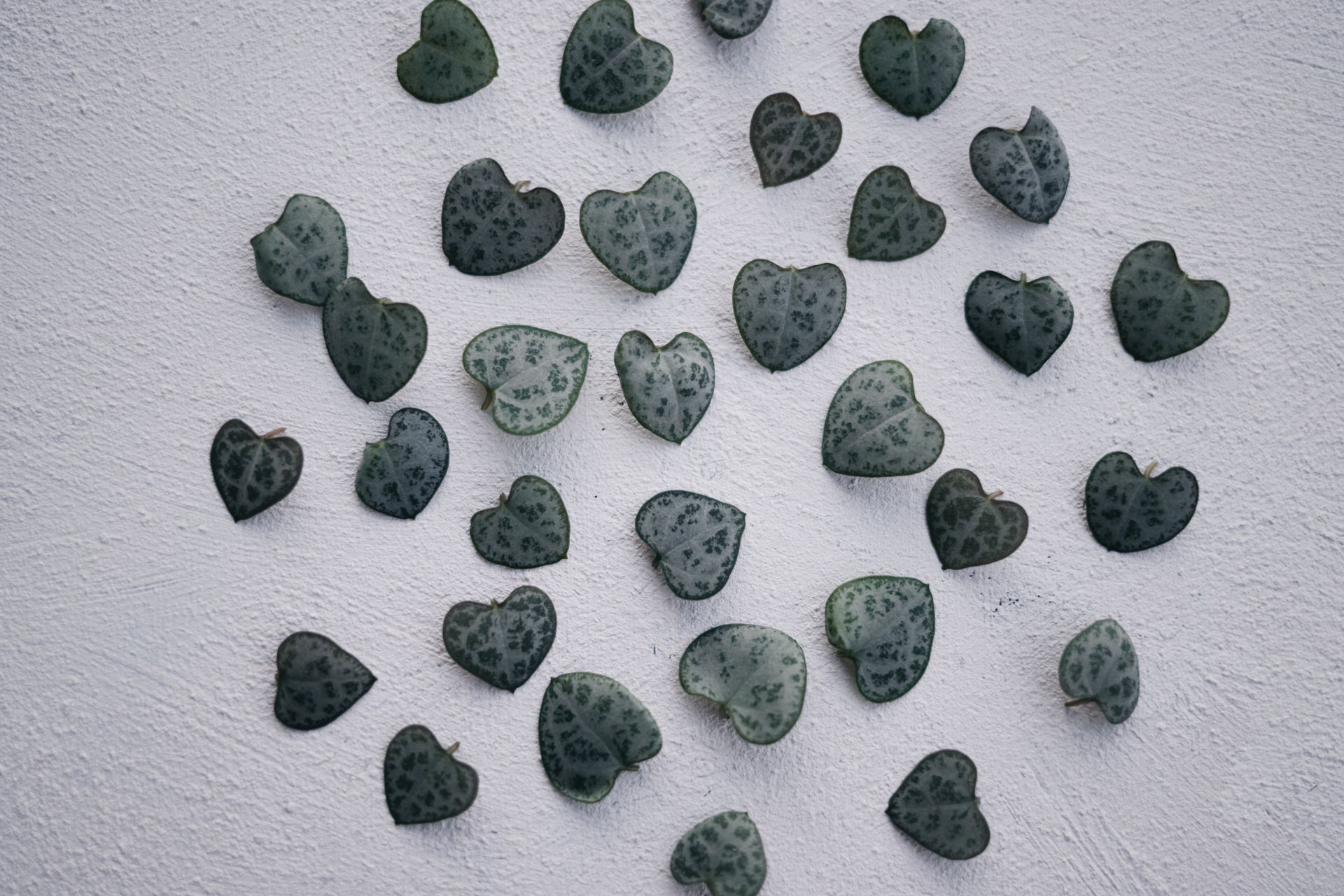 Arrangement of heart-shaped succulent leaves on a white textured background, showcasing nature's patterns.