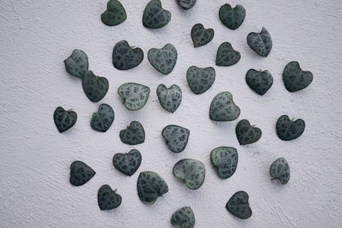 Free Arrangement of heart-shaped succulent leaves on a white textured background, showcasing nature's patterns. Stock Photo