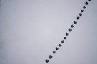 Heart Shaped Leaves on a White Concrete Surface