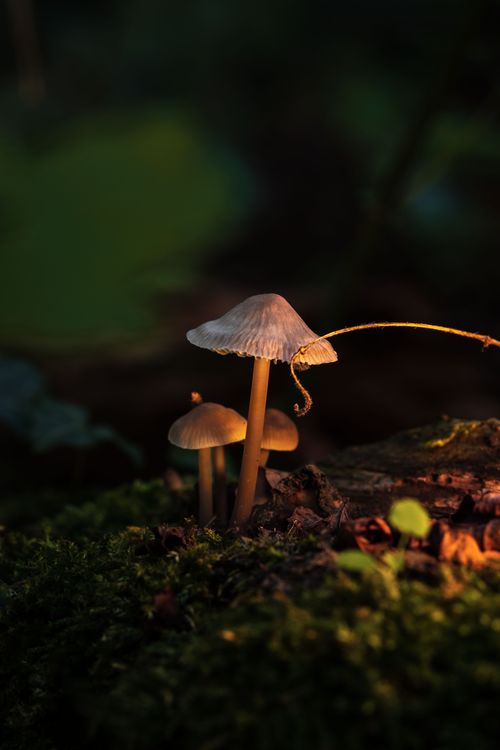 Free Detailed shot of mushrooms on a mossy forest floor at sunset in Werder (Havel). Stock Photo