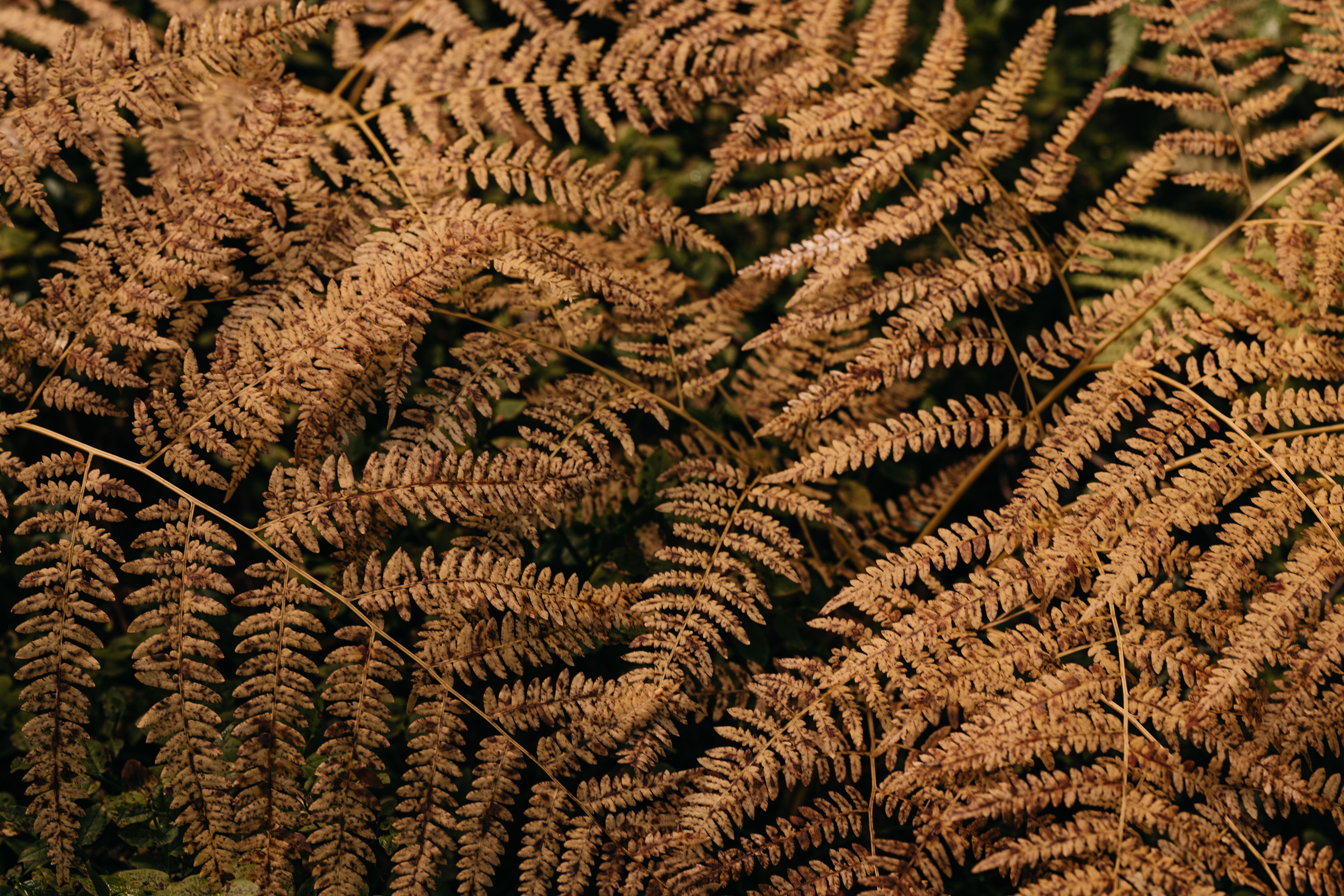 Close-up of dry fern leaves creating a textured pattern, evoking autumn season.