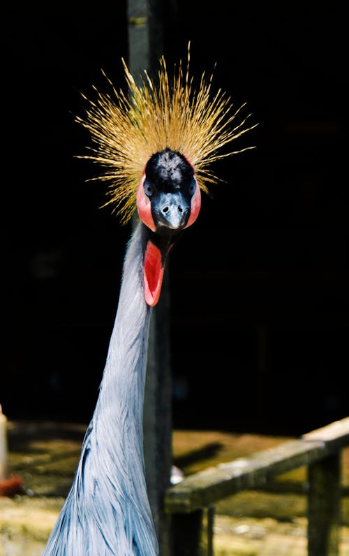Close Up Photo of a Crane Bird