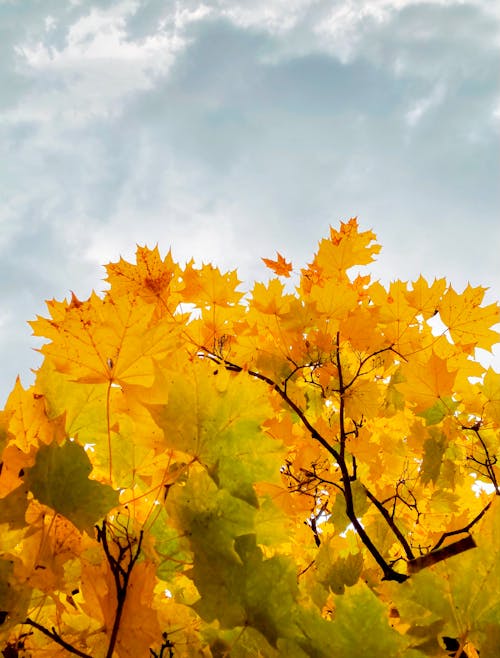 Orange Leaves on a Tree in Sunlight 