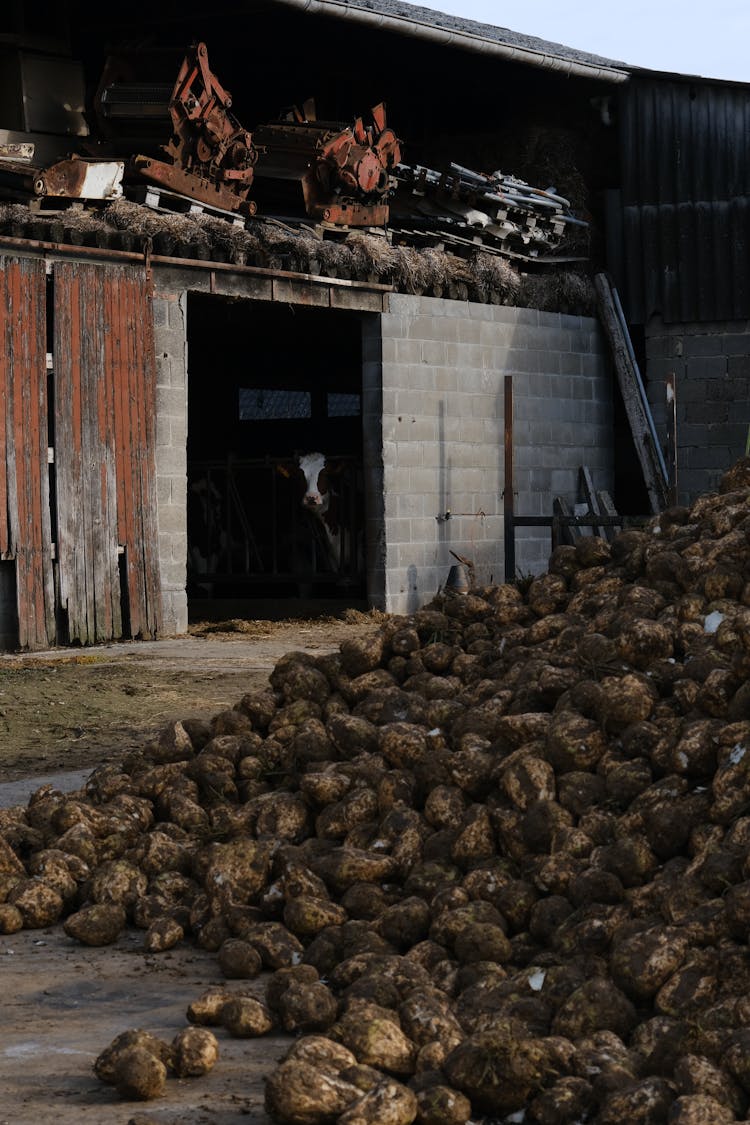 Harvested Root Vegetables In Abundance