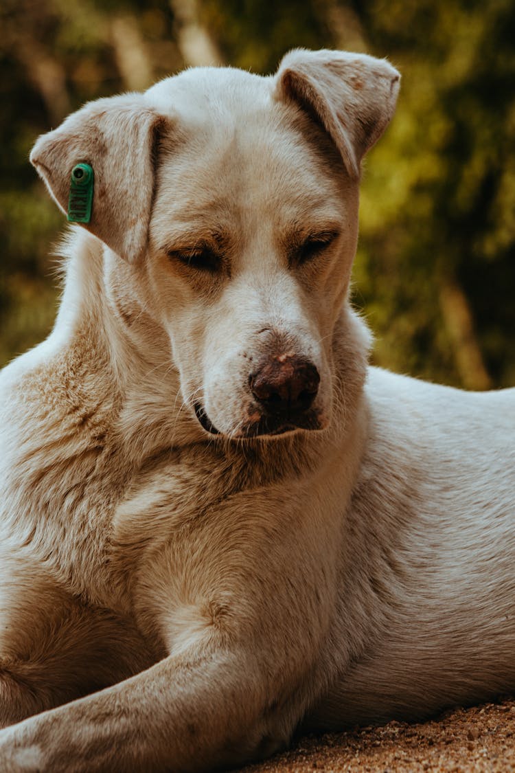 A Dog With An Ear Tag 