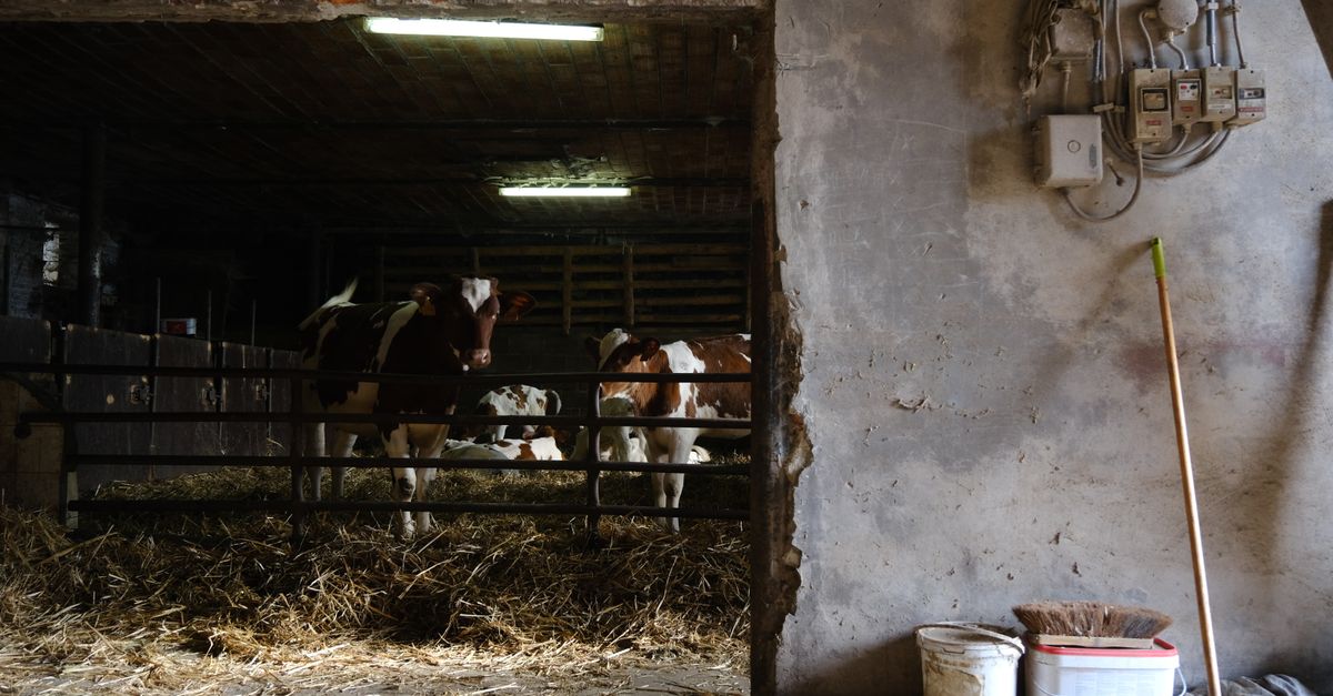 Les conseils pour bien stocker le foin de votre ferme