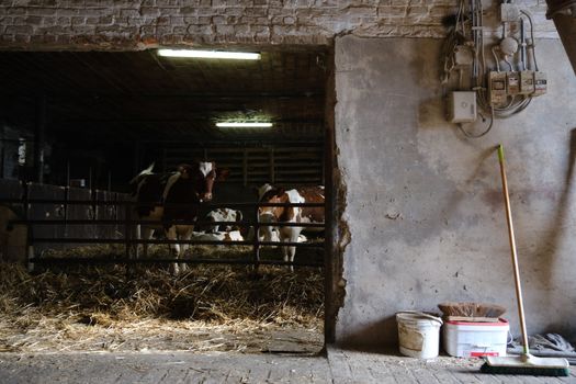 Interior view of a barn showing cows with hay and farm equipment.