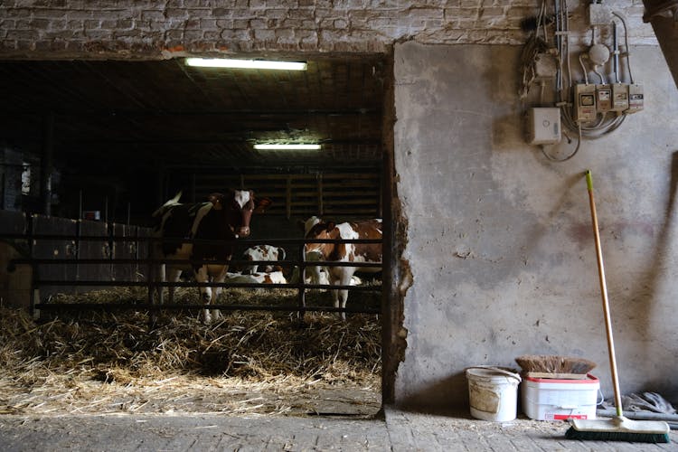 View Of Cows In Barn 