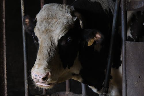 Close Up Photo of a Cow