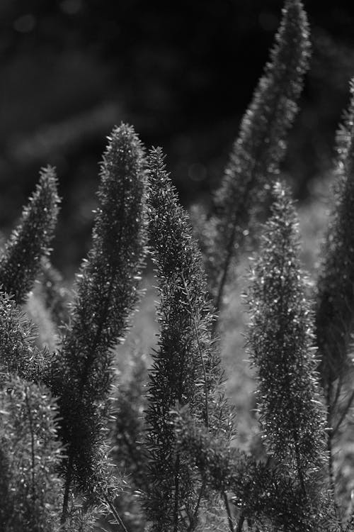 Grayscale Photo of Plants