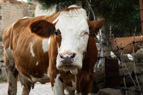 Brown and White Cow in Close Up Shot