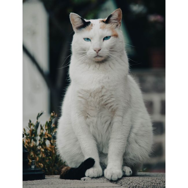 Russian White / Russian Black