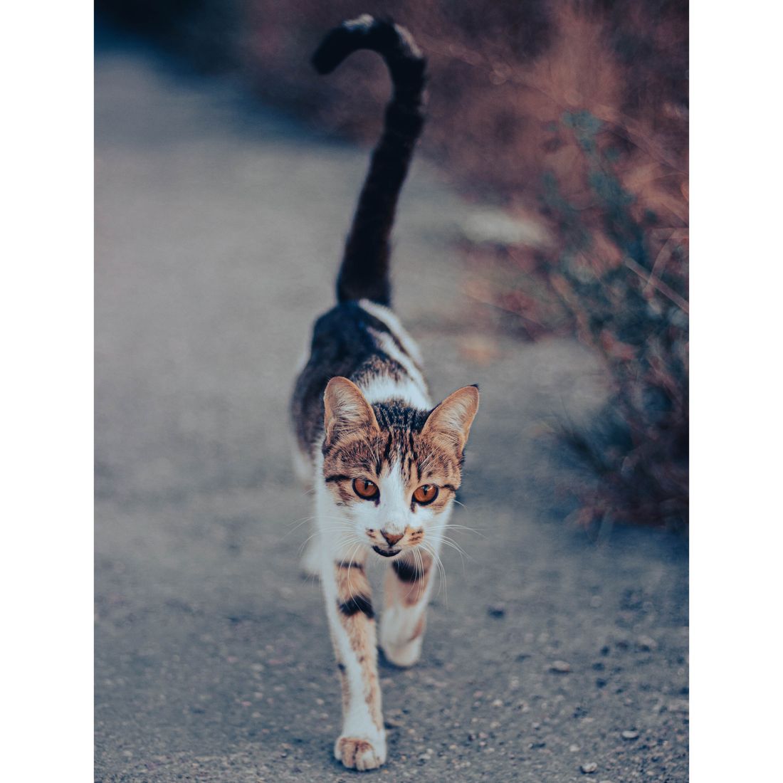 Tabby cat walking outdoors with its tail clearly visible