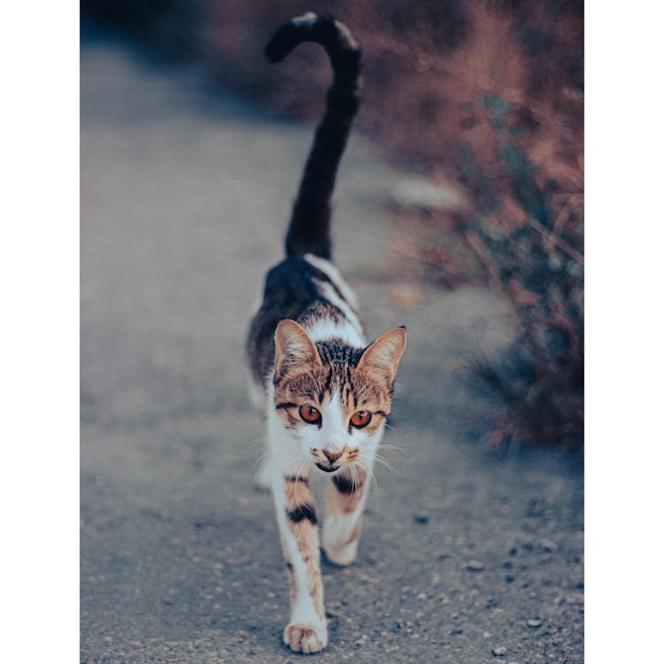 Tabby Cat Walking On Dirt Ground