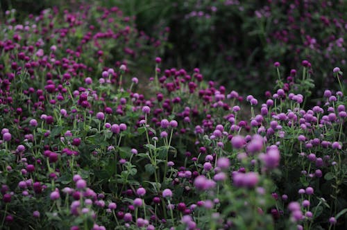 Purple Flowers With Green Leaves