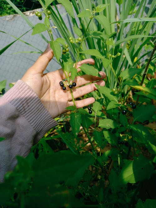 amerikan yabanmersini, Bahçe, bahçe bakımı içeren Ücretsiz stok fotoğraf